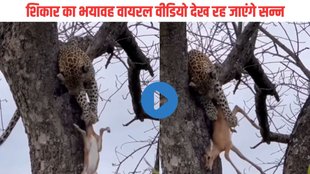 Viral Video| Leopard hunts Deer| Trending Video