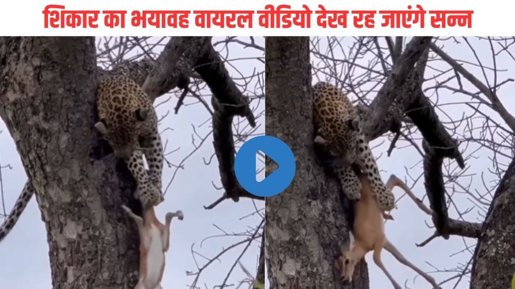 Viral Video| Leopard hunts Deer| Trending Video