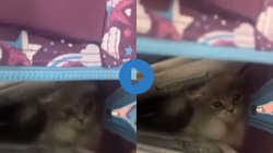 पहली क्लास की बच्ची स्कूल बैग में लेकर चली गई ऐसी चीज, देखकर दंग रह गई टीचर, इधर-उधर भागने लगे बच्चे, Viral Video