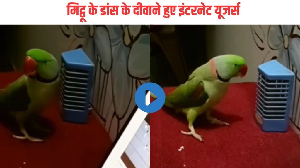 Parrot Dance| Viral Video| Trending Video