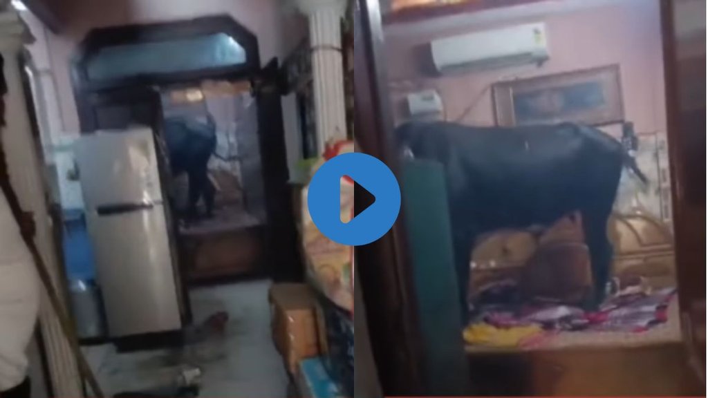 Faridabad| Bull enters home| Viral Video