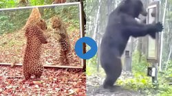 जानवरों के सामने रख दिया गया आईना, पहली बार खुद की परछाई देख ऐसे किया रिएक्ट, मजेदार Viral Video