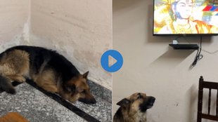 Viral Video| Hindi News| trending Video