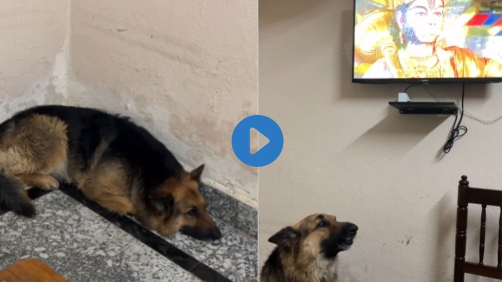 Viral Video| Hindi News| trending Video