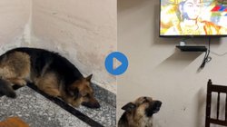 जमीन पर लेटा था डॉगी, जैसे ही बजा हनुमान चालीसा… Viral Video देख रह जाएंगे दंग