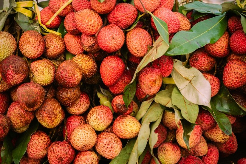 Litchi
