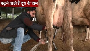 Milk Price, Milk Price Today, Milk PRice Hike