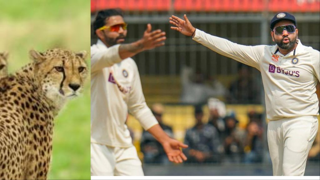 Rohit Sharma,Ravindra Jadeja,Ravindra Jadeja disturbed cheetah
