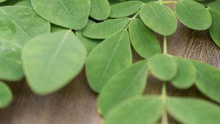 Moringa leaves for energy boost