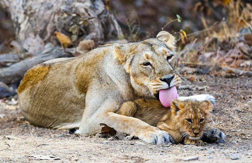 PM modi gir forest photos