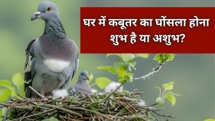 Pigeon Nest At Home Indicates, Vastu shastra, Pigeon Nest, Shakun Shastra, Pigeon in House, Pigeon Vastu, Pigeon Sign, Kabutar Ka Ghar Me Aana, Kabutar ka Ghar Me Aana Shubh ya Ashubh, Signs of Pigeon in Shakun Shastra, Good-Bad Sign Pigeon, Vastu Tips, Religion, Religion News, Religion News in Hindi, Kabutar ka ghar par ghosla banana shubh ya ashubh