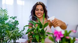 Summer Plant Care: गर्मी में पौधों की देखभाल कैसे करें? इन तरीकों से बने रहेंगे हरे-भरे