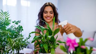 Plant Care tips। Plant Care । Summer Plant Care