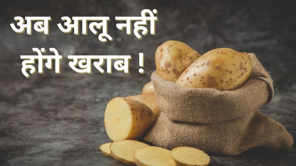 Potatoes Storage। Potatoes Storage Tips। Aalu storage