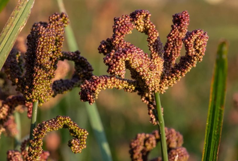 Ragi for diabetes