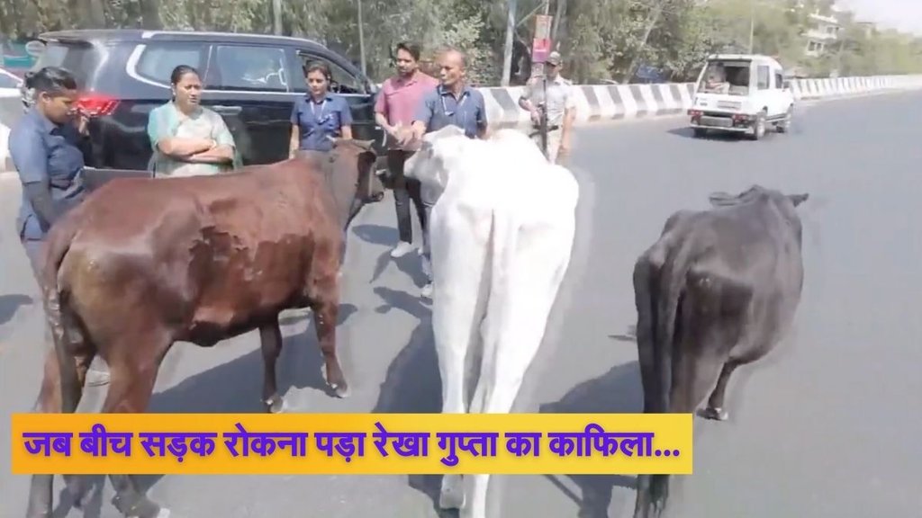 Delhi CM, Delhi CM Rekha Gupta, Stray Cows Proble