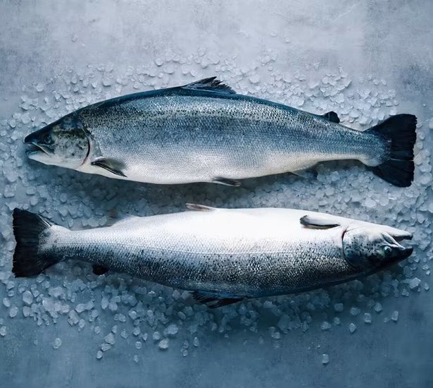 Salmon act