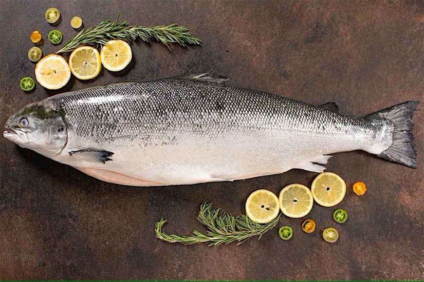 Salmon