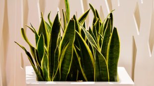 Snake Plant । Snake Plant care