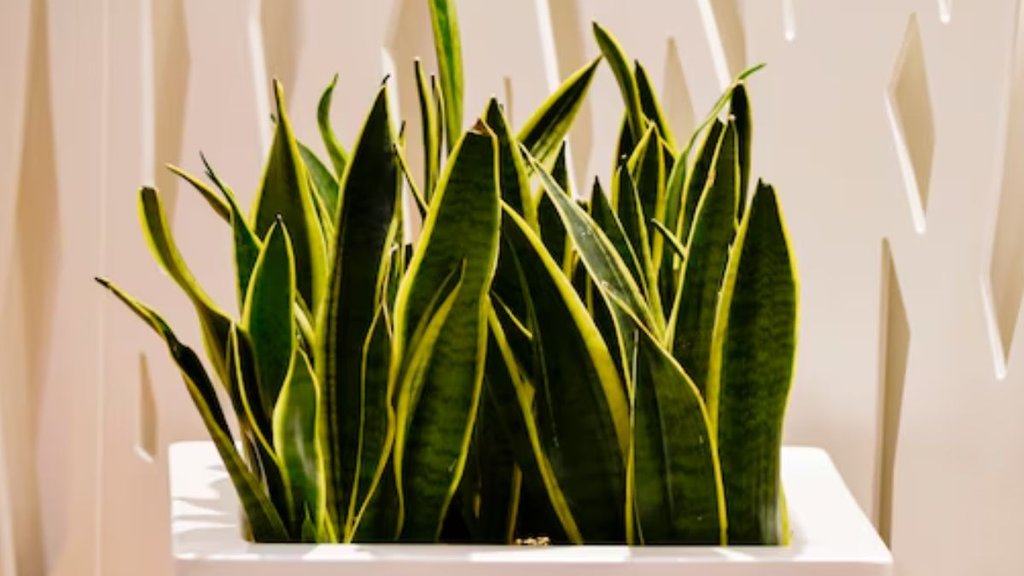 Snake Plant । Snake Plant care