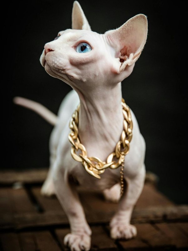 Strange cat appearances