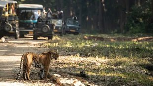 Tiger Safari India । Tiger safari India Ranthambore । Tiger safari india ticket price