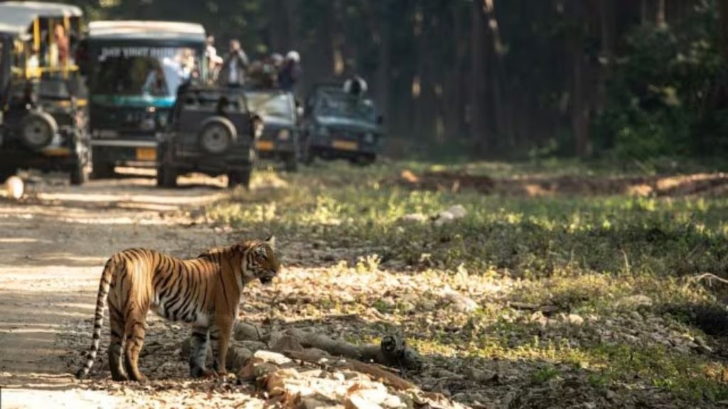 Tiger Safari India । Tiger safari India Ranthambore । Tiger safari india ticket price