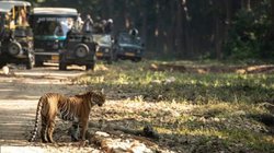 जंगल सफारी करने जा रहे हैं तो किन बातों का रखें ध्यान? इस तरह करें प्लानिंग, यात्रा बनेगी यादगार