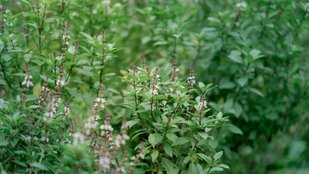 Basil plant। summer care tips। tulsi