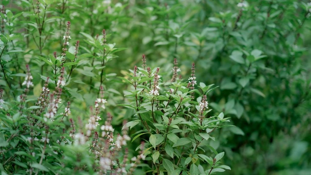 Basil plant। summer care tips। tulsi