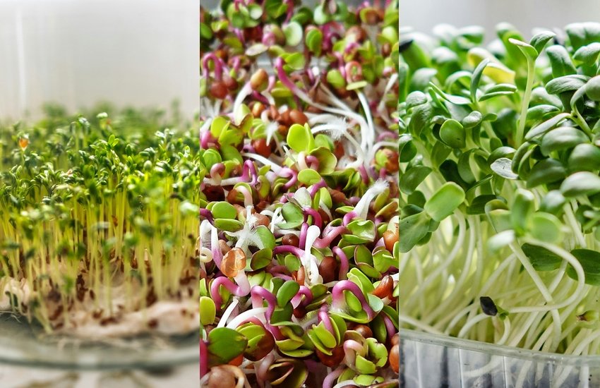 Types of sprouts