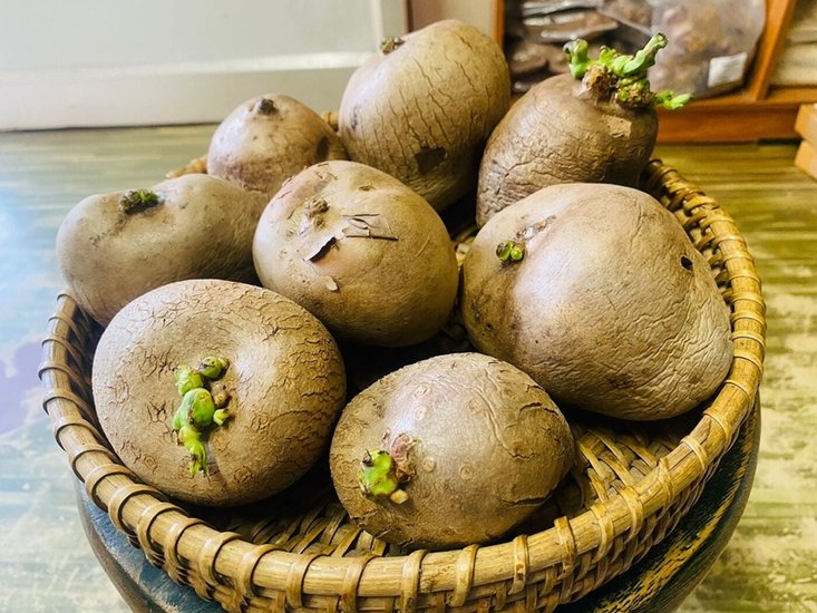 Underground vegetables prohibition
