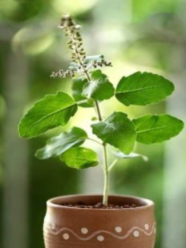 tulsi leaves benefits । tulsi leaves