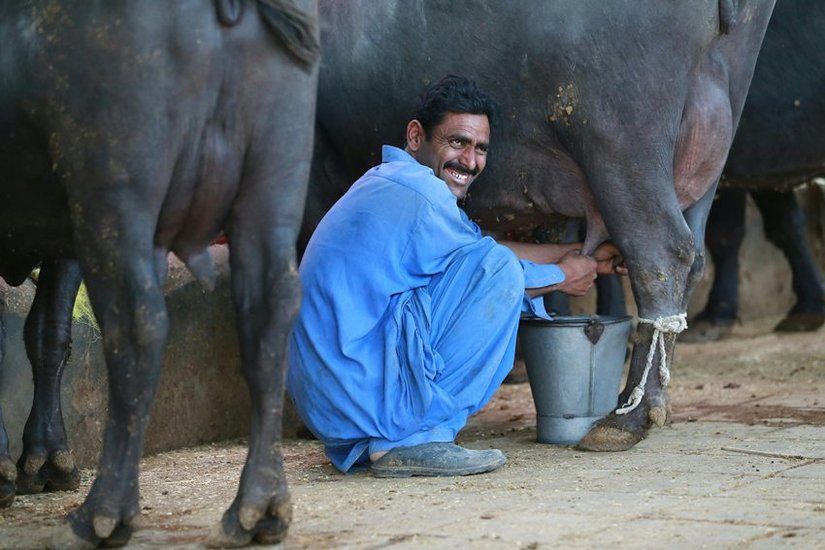 buffalo milk Benefits