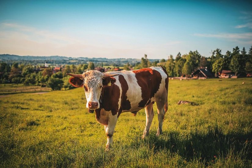 Cow Milk Benefits