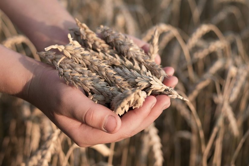 Balochistan Wheat and Rice Production