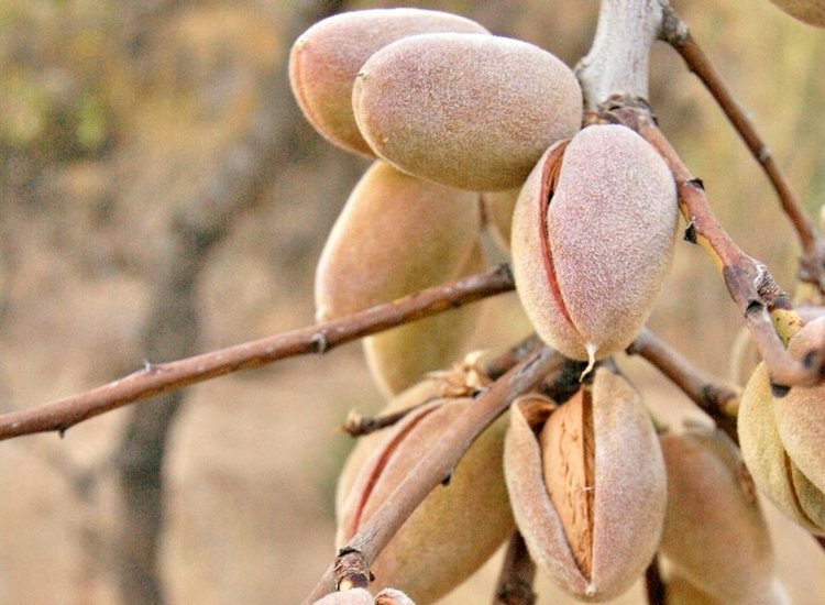 What does Balochistan feed the whole of Pakistan