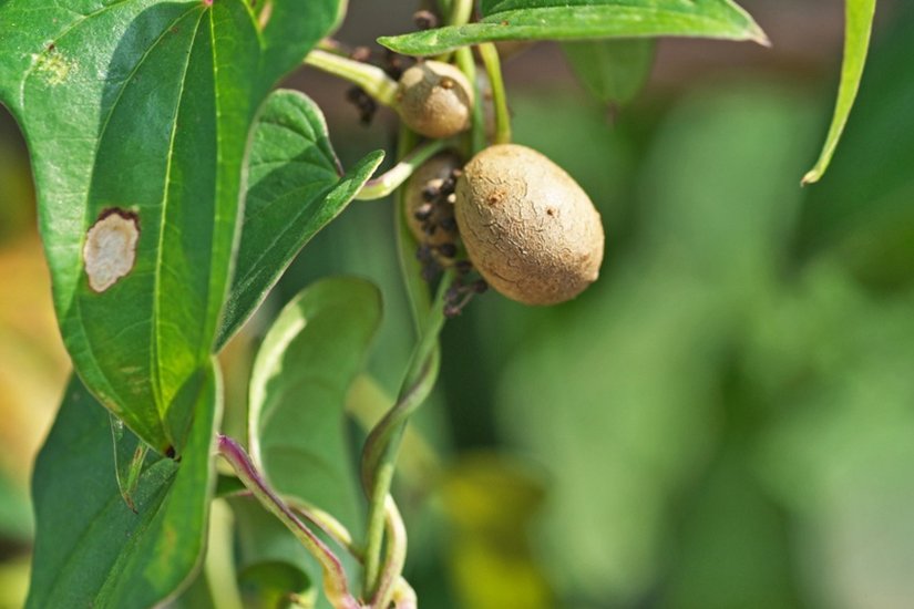 air-potato jain