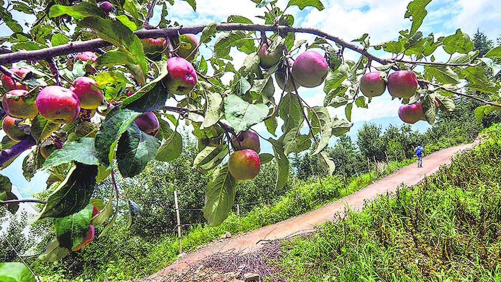 Thar desert agriculture, Sikar apple orchards, Rajasthan apple farming,
