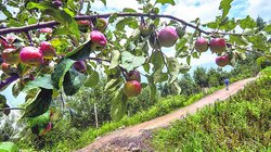 Himalayan Apples in Rajasthan: बड़े बदलाव की शुरुआत! राजस्थान में फल-फूल रहे सेब के बाग, किसान ने बताया कैसे किया कमाल