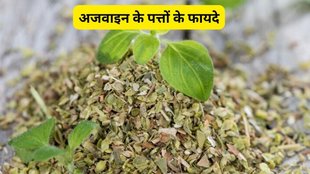 Ajwain Leaves, benefits of ajwain leaves, ajwain leaves for dehydration, ajwain leaves, Ajwain ke patte ke fayde, Ajwain ke patte ke fayde in hindi, Ajwain