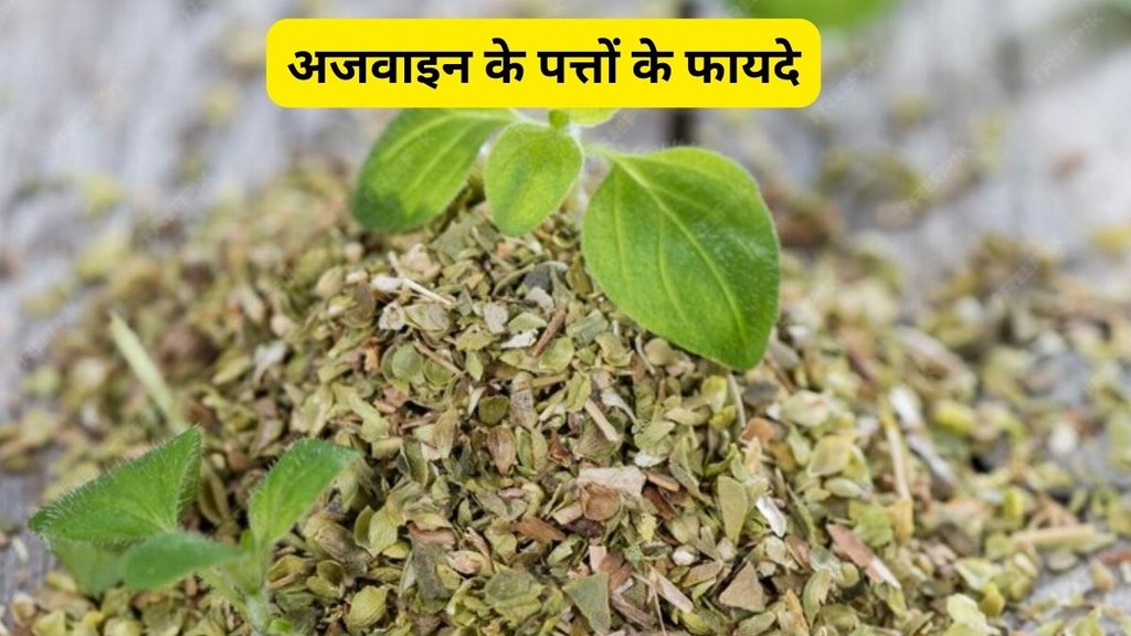 Ajwain Leaves, benefits of ajwain leaves, ajwain leaves for dehydration, ajwain leaves, Ajwain ke patte ke fayde, Ajwain ke patte ke fayde in hindi, Ajwain