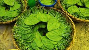 betel leaf benefits । betel leaf
