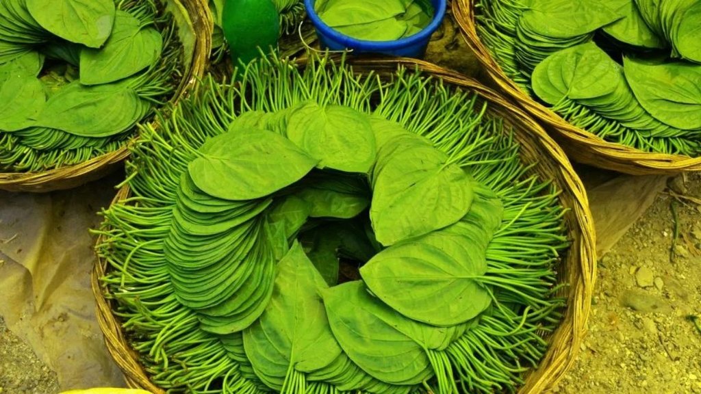 betel leaf benefits । betel leaf
