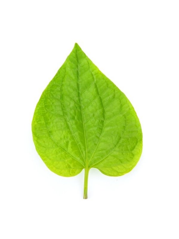 betel leaves benefits,betel leaves for improve neurological problems,Incredible Benefits Of Betel Leaf, sadhguru tips for bowel movement,