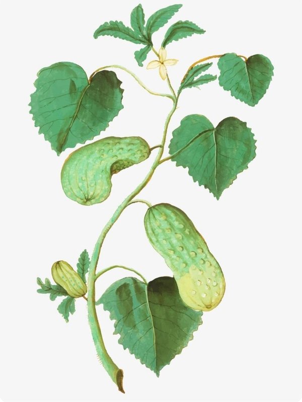 Bottle Gourd Leaves benefits,What is the use of bottle gourd leaves,Is bottle gourd good for acidity,