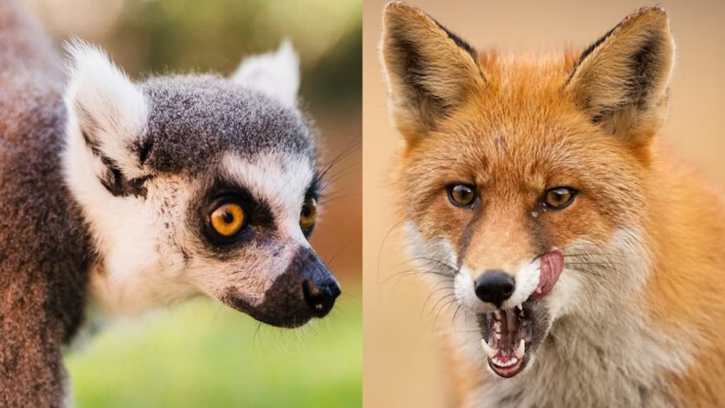 dangerous animals । animals cute but dangerous