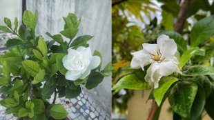 gandharaj flower। gandhraj flower plant