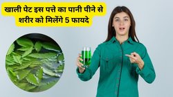 बॉडी को डिटॉक्स करेगा इस पत्ते का पानी, सेहत को मिलेंगे 4 फायदे, एक्सपर्ट से जानिए कब और कैसे पिएं