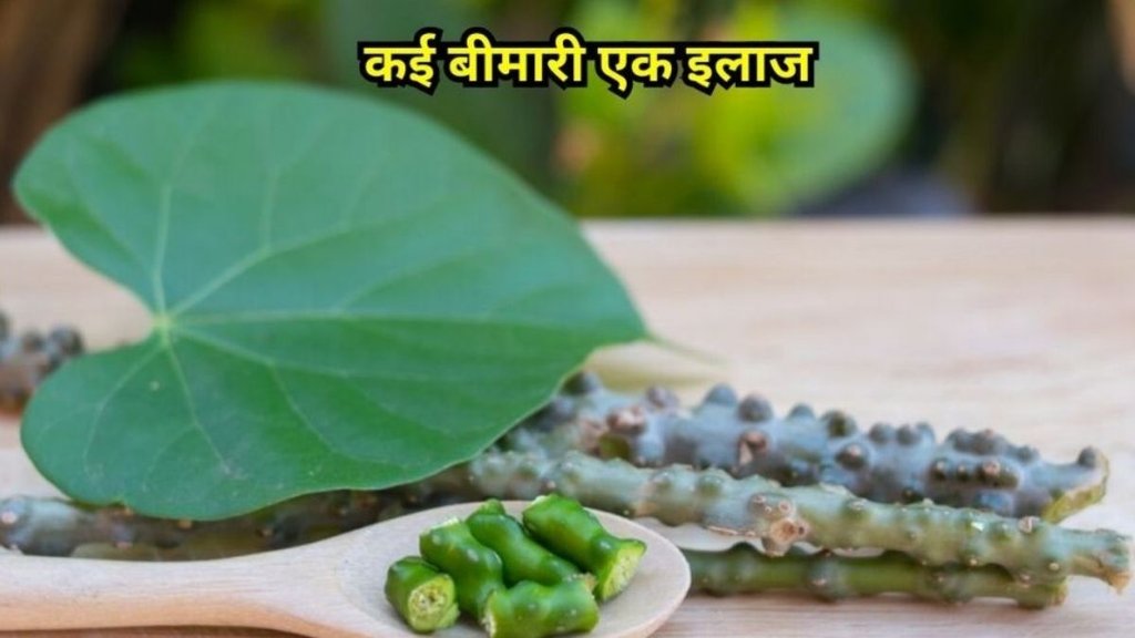benefits of giloy, benefits of giloy for cancer, giloy ke fayde in hindi, giloy ke fayde, Tinospora Cordifolia, Giloy PubMed research